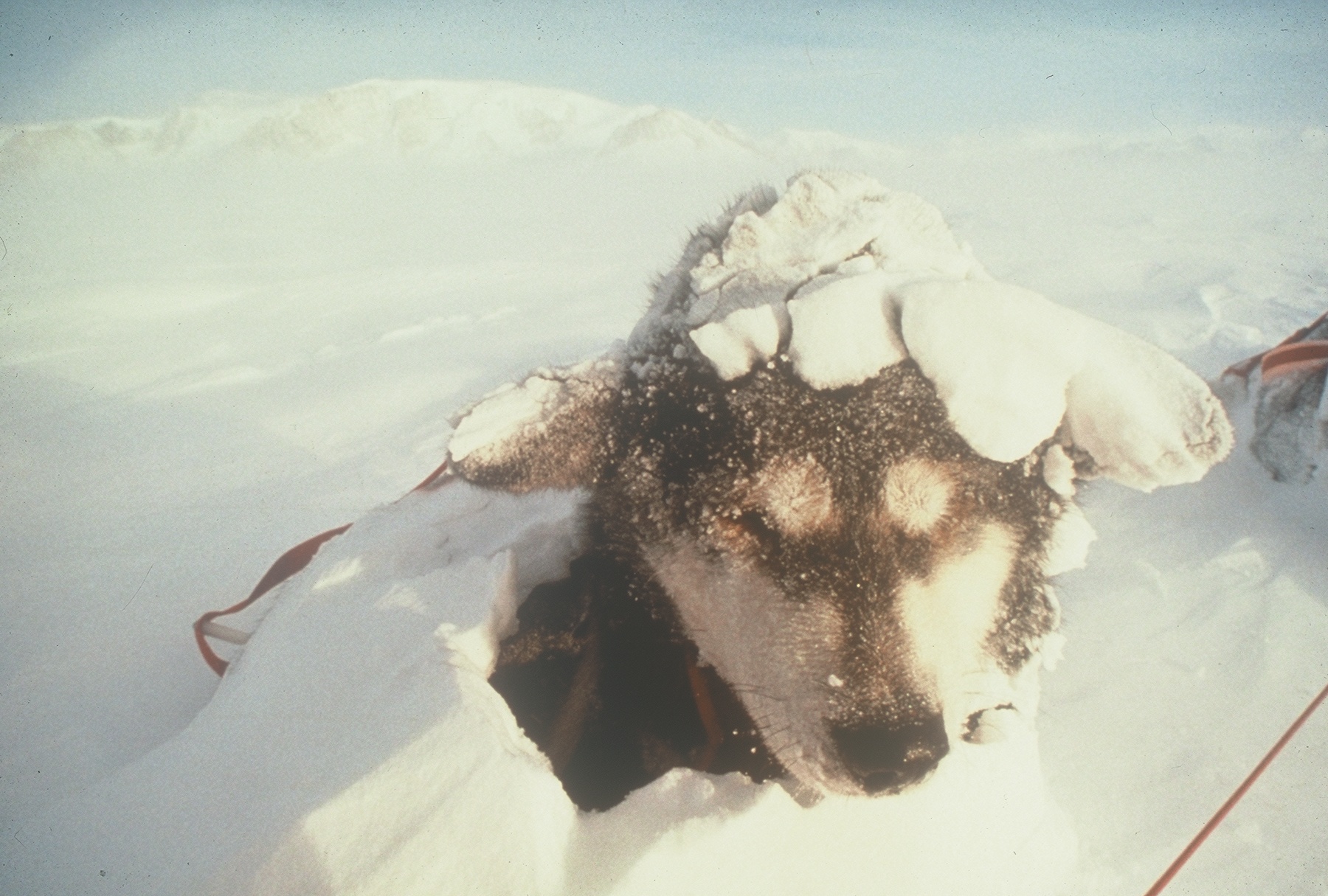 犬たちは雪の下で風と寒さをしのぐ